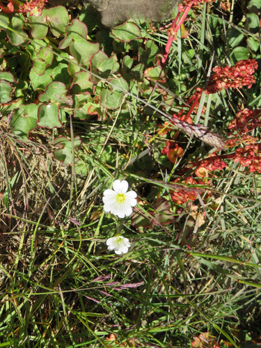 Mouse-ear chickweed (Cerastium arcticum)