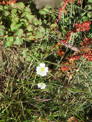 anasacuta, CC BY, iNaturalist via GBIF Cerastium arcticum, photograph anasacuta, CC BY, iNaturalist via GBIF