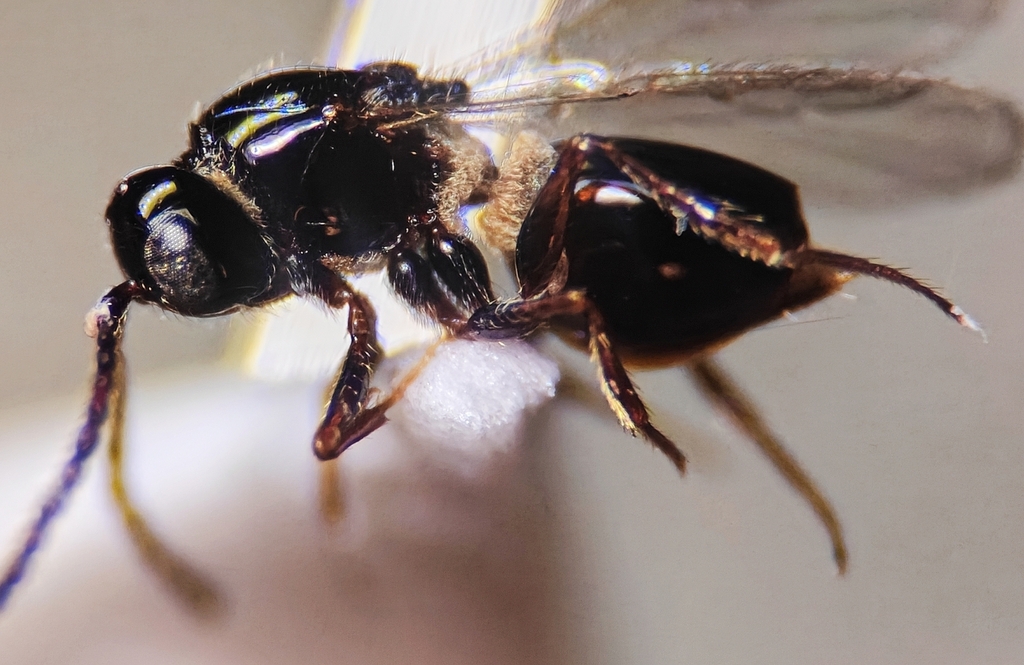 Trichoplasta