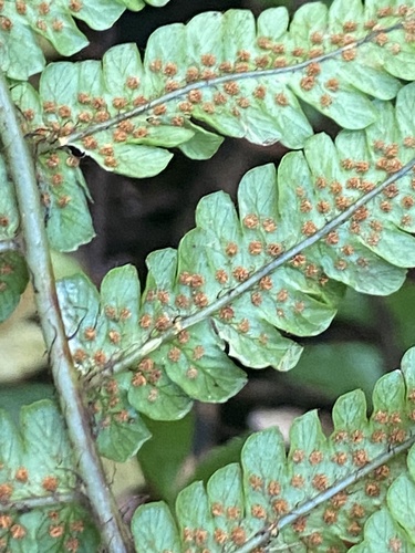 Dryopteris fuscoatra