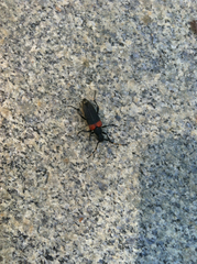 Stictoleptura canadensis