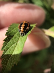 Harmonia axyridis