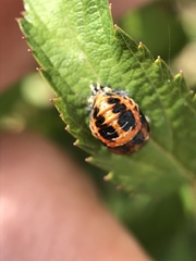 Harmonia axyridis