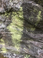 Chrysothrix chlorina