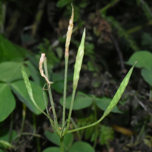 Image of Oxalis trilliifolia by (c) Gabriel Campbell-Martinez, some rights reserved (CC BY)