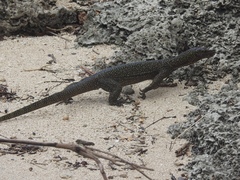 Varanus indicus