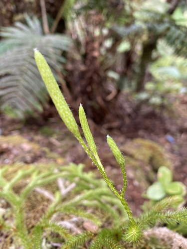 Lycopodium venustulum observed 2024-09-11
