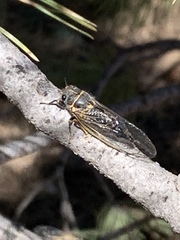 Tibicininae