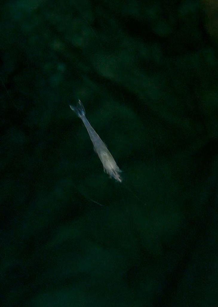 Triacanthoneus
