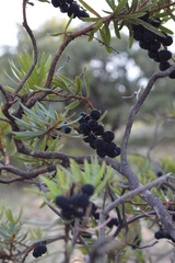 Comarostaphylis polifolia