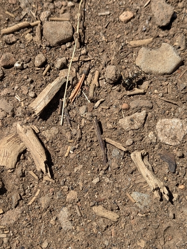 iNaturalist observation photo of Ants