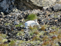 Lepus arcticus