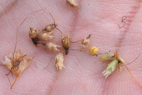 Image of Cuscuta pacifica by (c) Gabriel Campbell-Martinez, some rights reserved (CC BY)