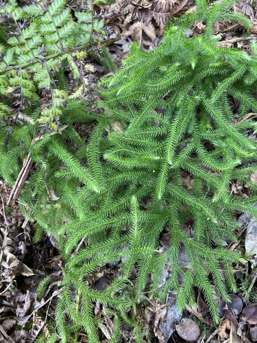 Lycopodium venustulum observed 2024-09-11