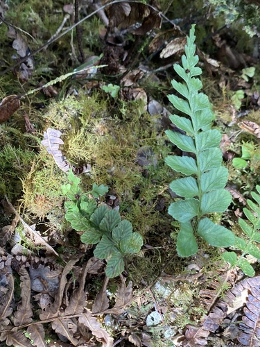 Asplenium lobulatum observed 2024-09-11