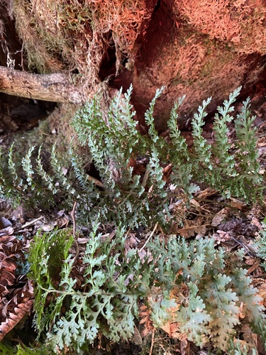Vandenboschia davallioides observed 2024-09-11