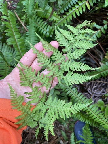 Dryopteris glabra observed 2024-09-11