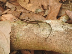 Emoia schmidti