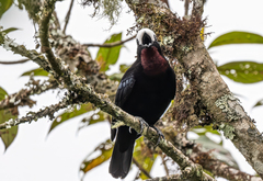 White-Capped Tanager photo 4