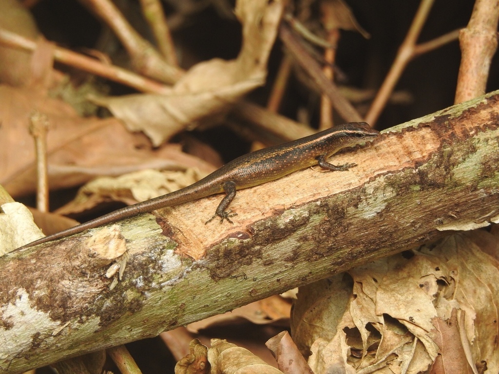 Schmidt's Emo Skink