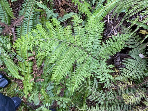 Athyrium microphyllum observed 2024-09-11