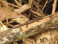 Emoia schmidti