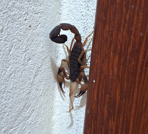 Tityus bahiensis photo 3