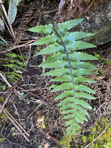 Asplenium lobulatum observed 2024-09-11