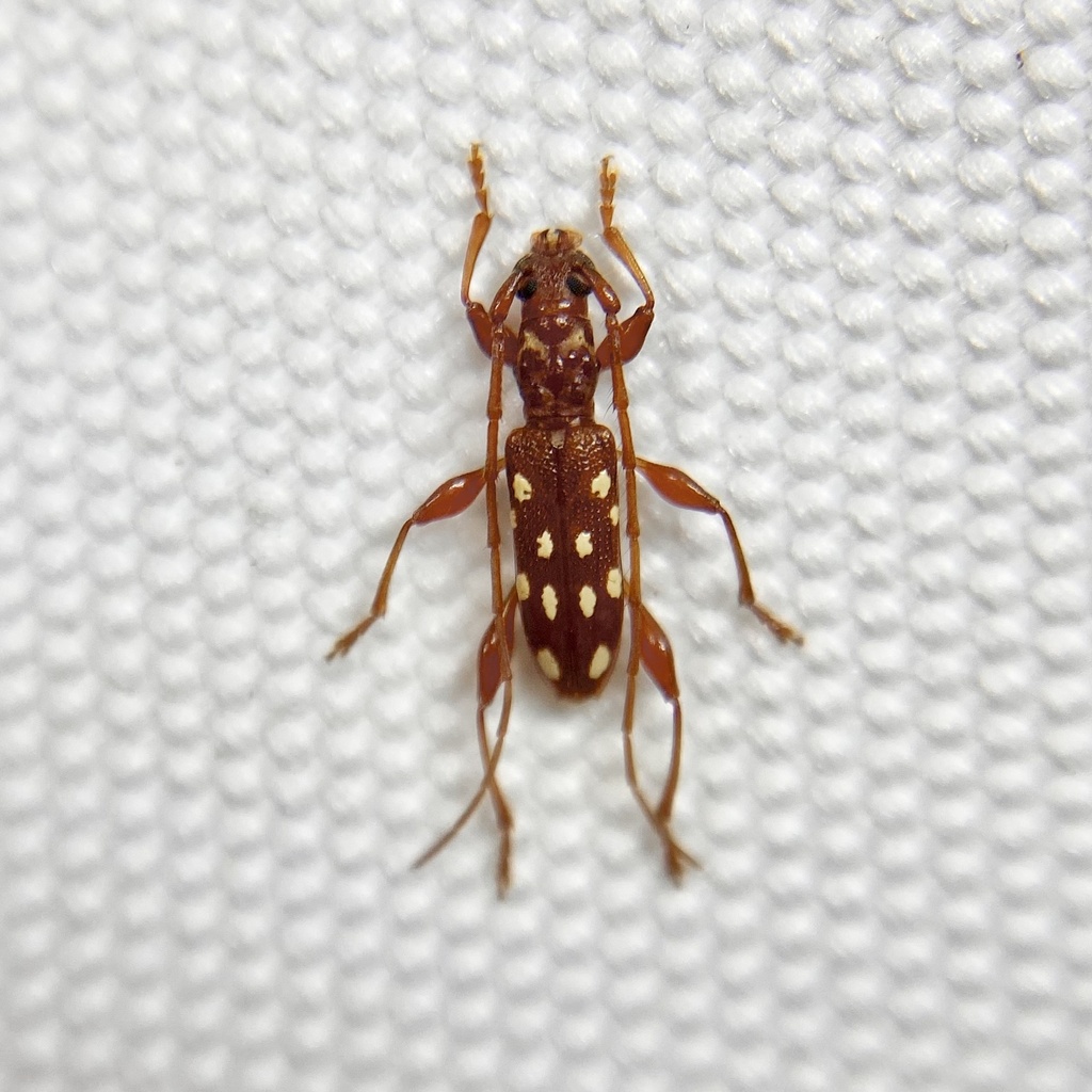 Thoris sexguttata