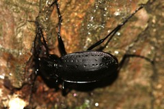 Carabus hortensis