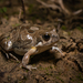 Weeping Frog - Photo (c) Micael De Bona, some rights reserved (CC BY-NC), uploaded by Micael De Bona