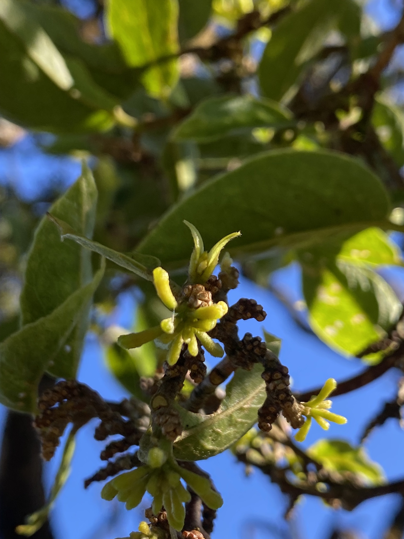 Wikstroemia forbesii