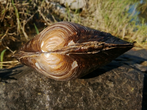 Chinese Pond Mussel