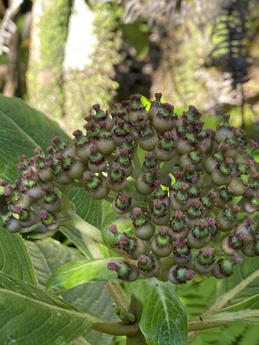 Hydrangea arguta observed 2024-09-11