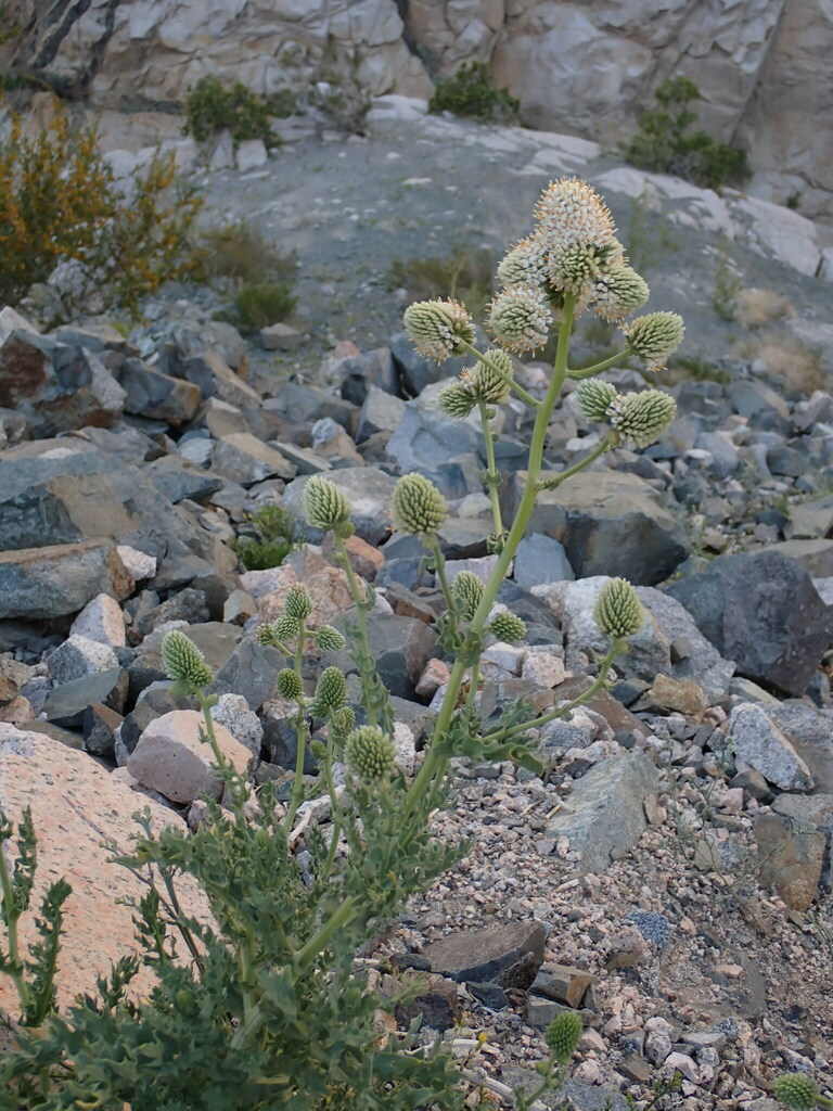 Polyachyrus carduoides