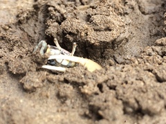 Leptuca leptodactyla