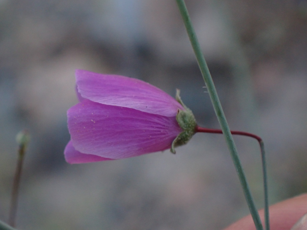 Cristaria cordato-rotundifolia
