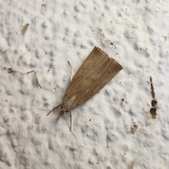 Calamotropha paludella