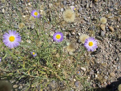 lobed fleabane (Erigeron lobatus)