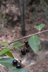 Prunus serotina capuli