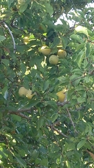 Prunus ursina