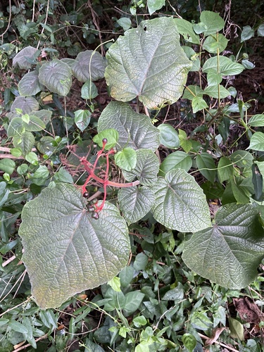 Clerodendrum speciosissimum observed 2024-09-20