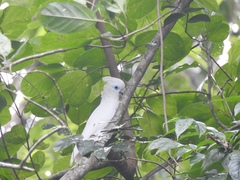 Cacatua ducorpsii