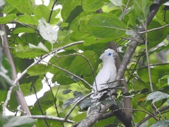 Cacatua ducorpsii