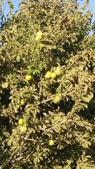 Prunus ursina