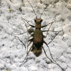 Cylindera germanica