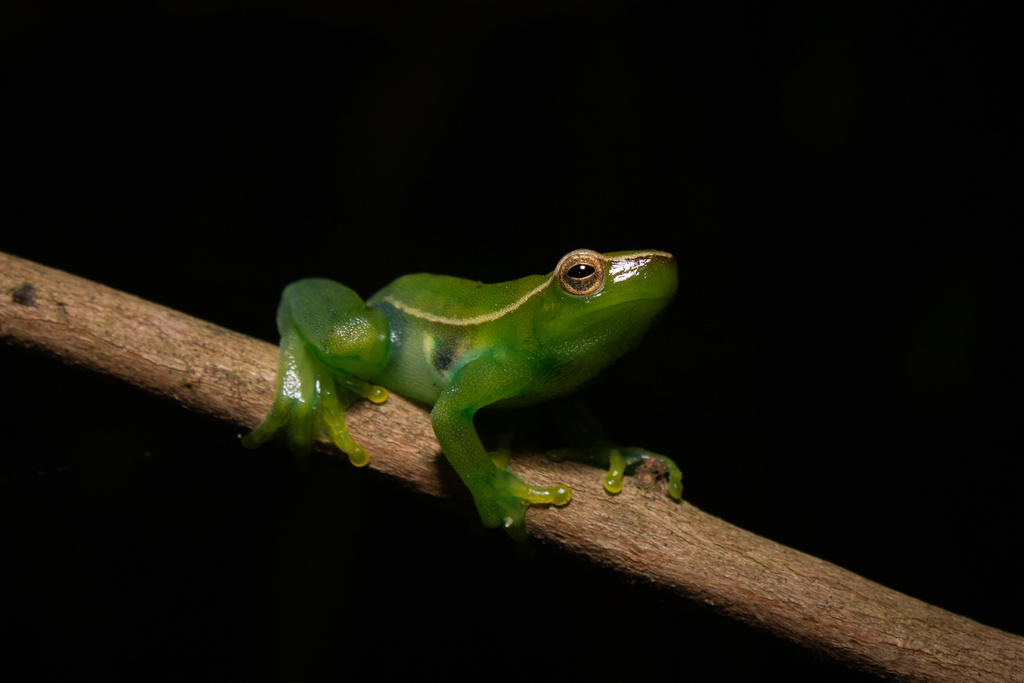 Lime Treefrog