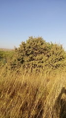 Prunus ursina