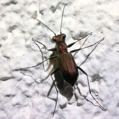 Cylindera germanica