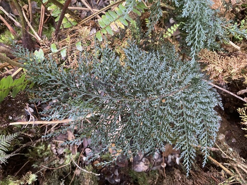 Callistopteris baldwinii observed 2024-09-10